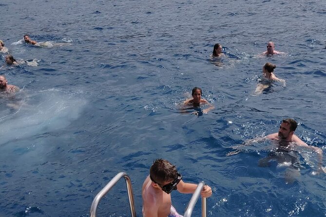 Whale Watching Catamaran in Costa Adeje (Including drinks & Sandwich) - The Experience of Swiming and Other Activities