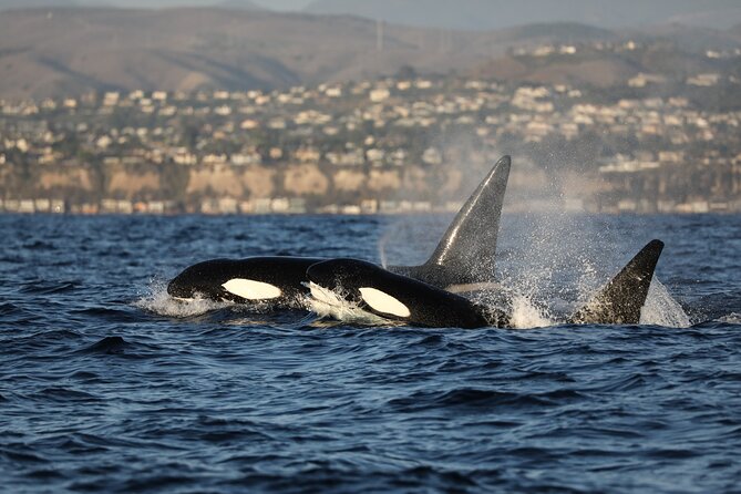 Whale-Watching Cruise from Newport Beach - Practical Tips for a Smooth Trip