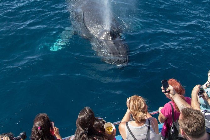 Whale-Watching Cruise from Newport Beach - Whale-Watching from Newport Beach: A Balanced Outlook