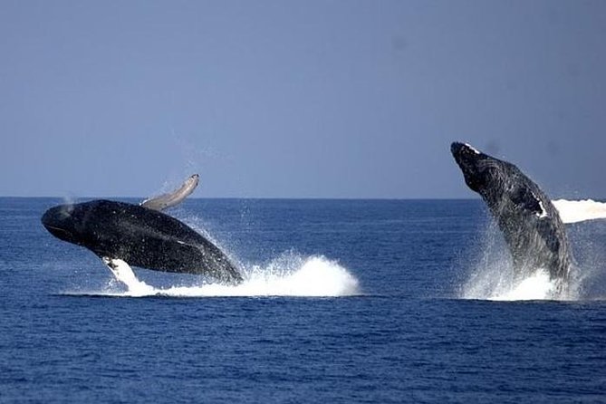 Whale-Watching Cruise from Newport Beach - Frequently Asked Questions