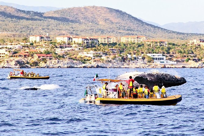 Whale Watching Cruise in Cabos San Lucas and Ground Transportation - Starting Point: Cabo San Lucas and Ground Transportation