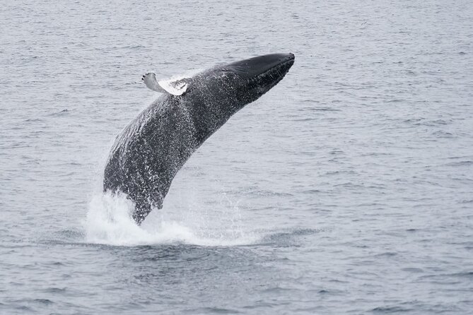 Whale Watching Cruise on a Yacht in Reykjavik - The Route: Islands, Coastlines, and City Views