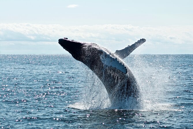 Whale Watching Cruise on a Yacht in Reykjavik - The Onboard Experience: Guides, Comfort, and Facilities