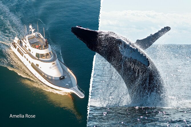 Whale Watching Cruise on a Yacht in Reykjavik - Practical Tips for a Successful Trip
