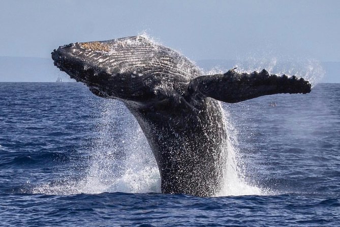 Whale Watching Cruise with Open Bar from Ka'anapali Beach - Close Encounters with Humpback Whales