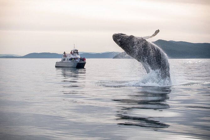 Whale Watching + Deception Pass Tour from Seattle - Pickup and Transportation in a Modern Van