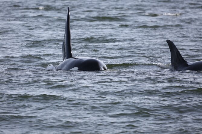 Whale Watching + Deception Pass Tour from Seattle - The Salish Sea Wildlife and Whale Watching Cruise