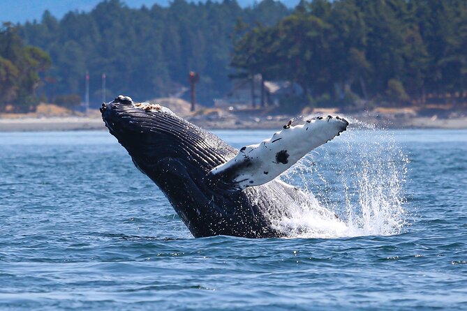 Whale Watching + Deception Pass Tour from Seattle - Practical Details and Accessibility