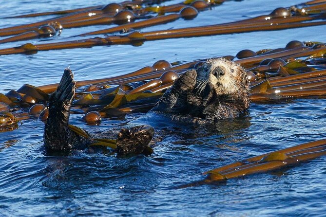 Whale Watching + Deception Pass Tour from Seattle - The Expertise of the Naturalist Guide