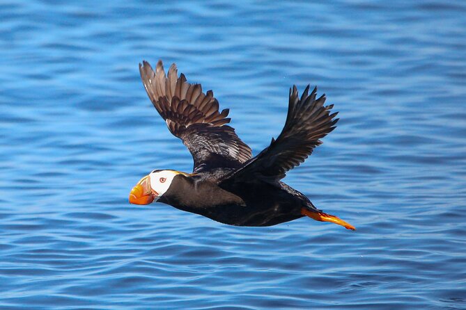 Whale Watching + Deception Pass Tour from Seattle - Flexibility and Cancellation Policy