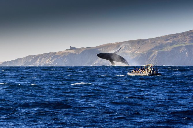 Whale Watching Dinner Cruise in Cabo San Lucas - Accessibility and Group Size