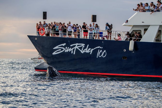 Whale Watching Dinner Cruise in Cabo San Lucas - Timing, Pacing, and Duration