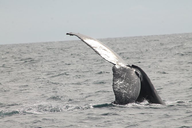 Whale Watching Dinner Cruise in Cabo San Lucas - What Makes This Tour Stand Out
