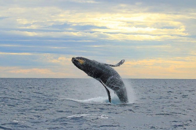 Whale-Watching Discovery Cruise with Brunch or Dinner - Key Points