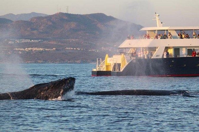Whale-Watching Discovery Cruise with Brunch or Dinner - Practical Details: Meeting Point and Group Size