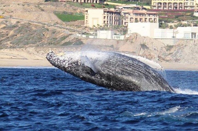 Whale-Watching Discovery Cruise with Brunch or Dinner - What Makes This Tour Special: Wildlife and Scenic Landmarks
