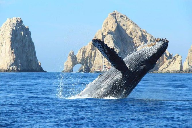 Whale-Watching Discovery Cruise with Brunch or Dinner - The Experience with the Crew and Atmosphere