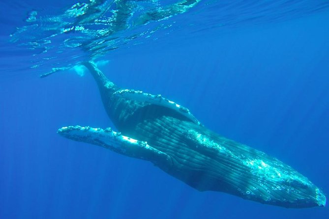 Whale-Watching Discovery Cruise with Brunch or Dinner - Booking, Cancellations, and Flexibility