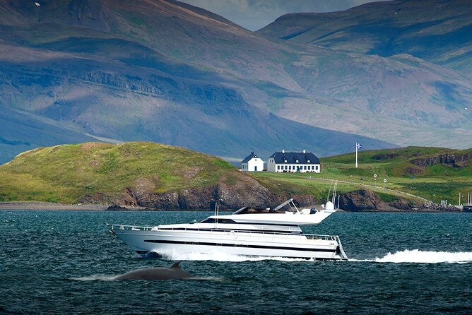 Whale Watching & Dolphin Yacht Cruise - The Guides Expertise and Commentary