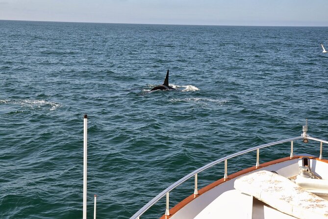 Whale Watching & Dolphin Yacht Cruise - The Comfort and Convenience Onboard