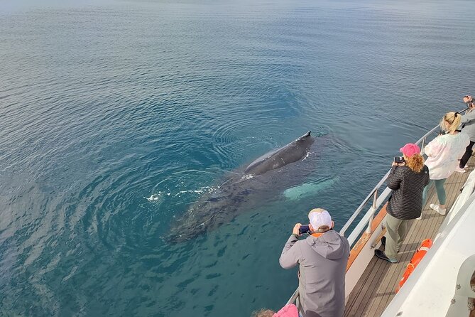 Whale Watching & Dolphin Yacht Cruise - What Happens if No Wildlife is Spotted?