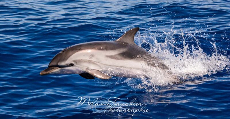 Whale watching, dolphins, and whales departing from Bandol (6:00 a.m. at sea) - The Marine Listening Experience with Hydrophone