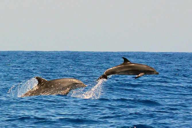 Whale Watching Eco-Adventure from Costa Adeje - Marine Protected Area: Teno-Rasca