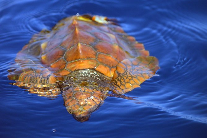 Whale Watching Eco-Adventure from Costa Adeje - Guided by Passionate Marine Biologists