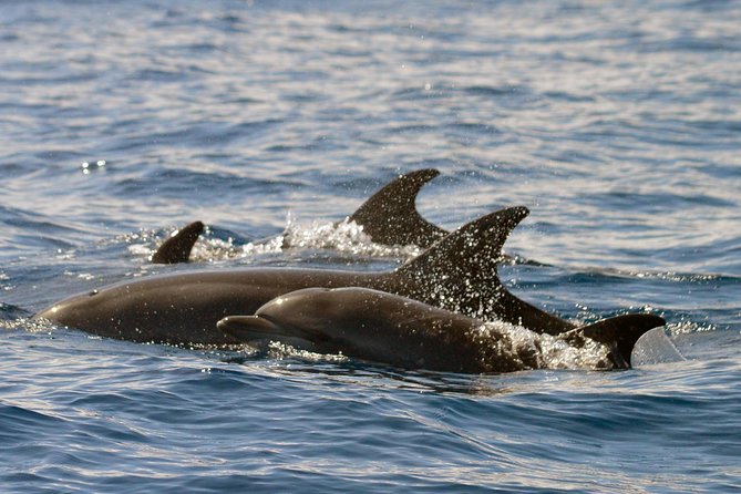 Whale Watching Eco-Adventure from Costa Adeje - Observing Marine Life Up Close and Respectfully