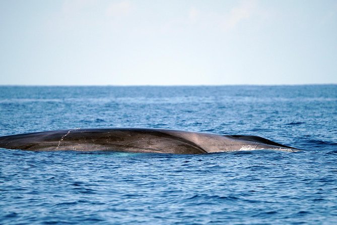 Whale Watching Eco-Adventure from Costa Adeje - The Experience of Spotting Marine Creatures