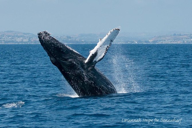 Whale Watching Excursion in Dana Point - Starting Point and Booking Details in Dana Point
