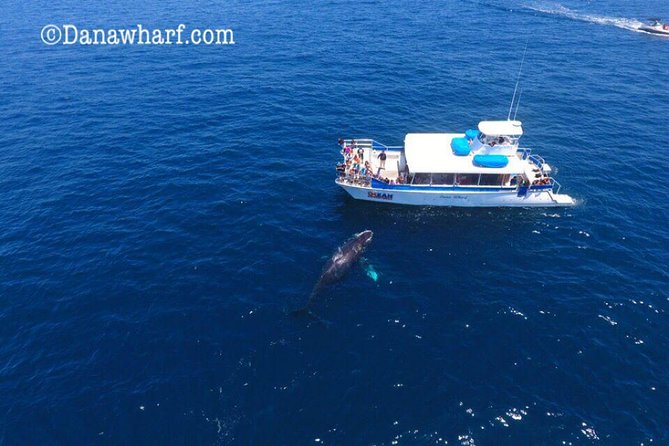 Whale Watching Excursion in Dana Point - Marine Wildlife and Sightings on the Tour