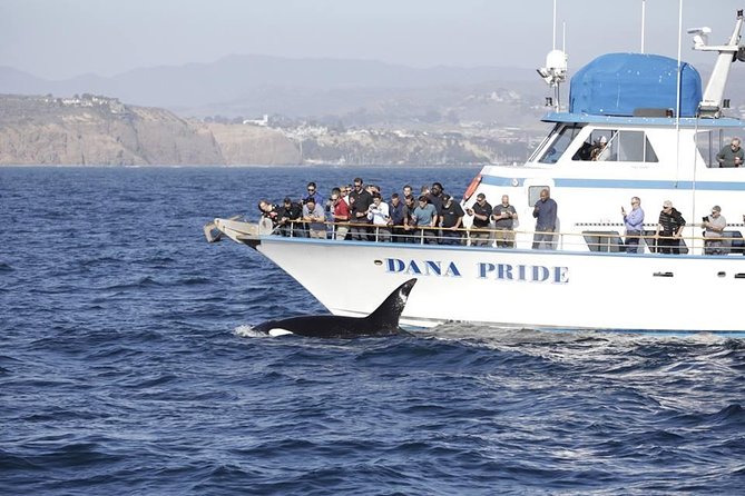 Whale Watching Excursion in Dana Point - The Importance of Live Narration