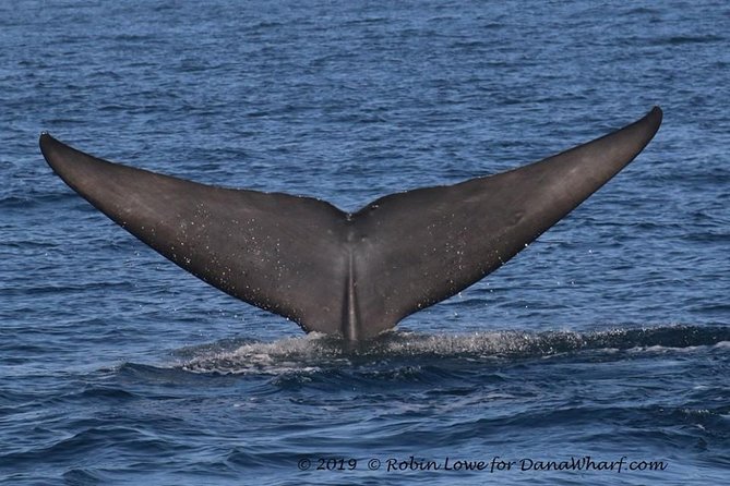 Whale Watching Excursion in Dana Point - Weather and Clothing Recommendations