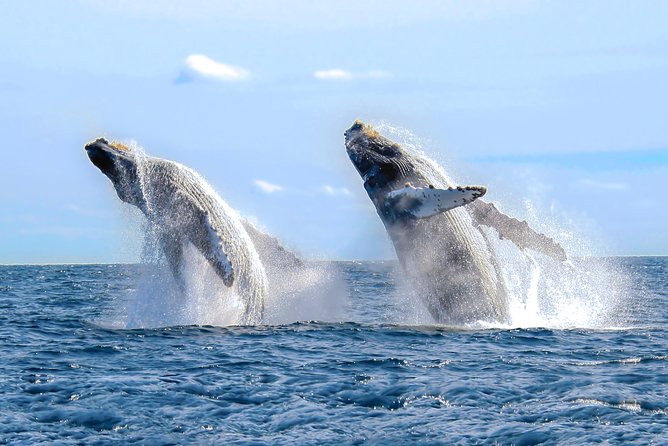 Whale Watching Experience - Starting Point and Departure Details in Puerto Vallarta