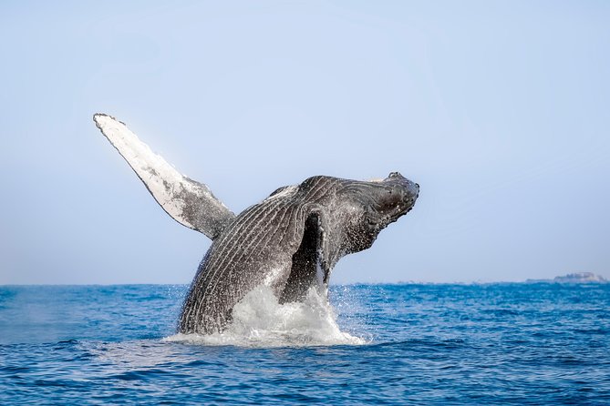Whale Watching Experience - Guided Expertise and Whale Behavior Insights