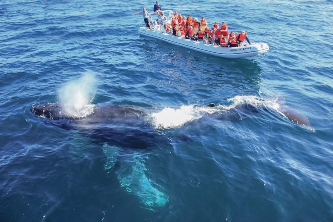 Whale Watching Experience - What Marine Life You Can Expect to See