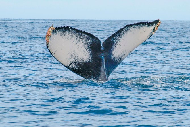 Whale Watching Experience - Food, Water, and Conservation Fees