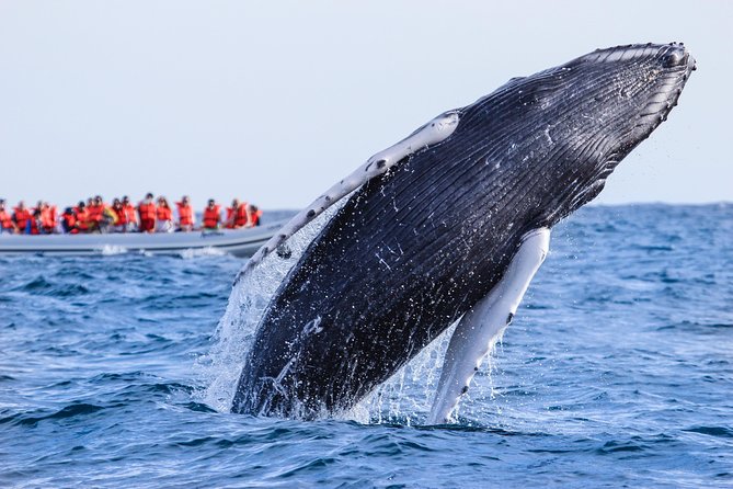 Whale Watching Experience - Practical Tips for the Best Experience