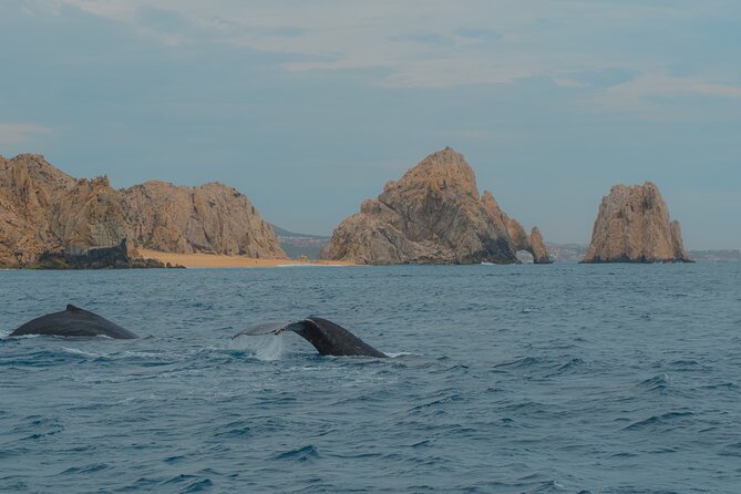 Whale Watching Experience in Cabo San Lucas 2 hours - Onboard Amenities and Practical Considerations