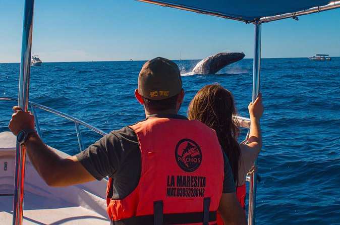 Whale Watching Experience in Cabo San Lucas 2 hours - The Booking Process and Cancellation Policy
