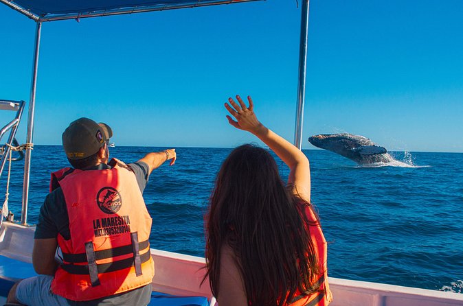 Whale Watching Experience in Cabo San Lucas 2 hours - The Experience Provider: Pochos Cabos Activities