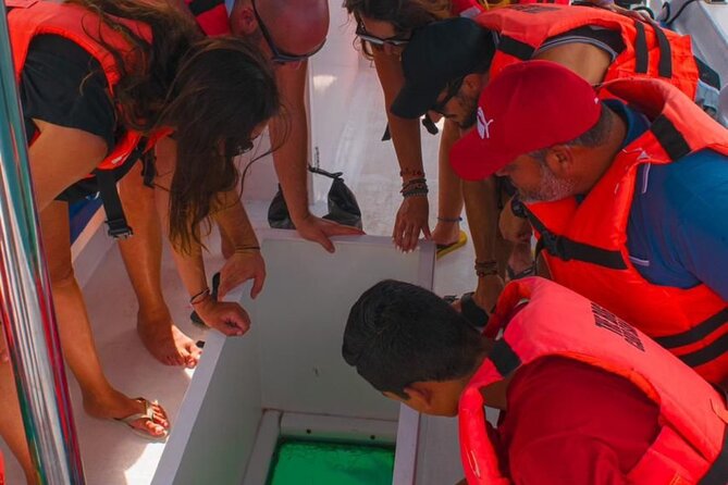 Whale Watching Experience in Cabo San Lucas 2 hours - Who Will Enjoy This Cabo Whale Watching Tour?