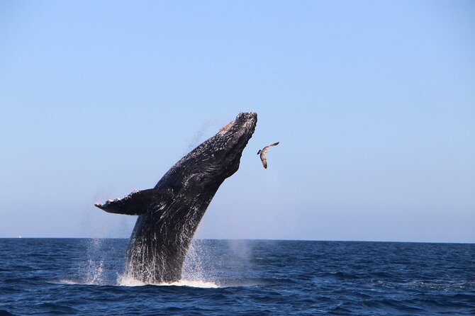 Whale Watching Experience in Cabo San Lucas - Start at the Iconic El Arco de Cabo San Lucas for Memorable Photos