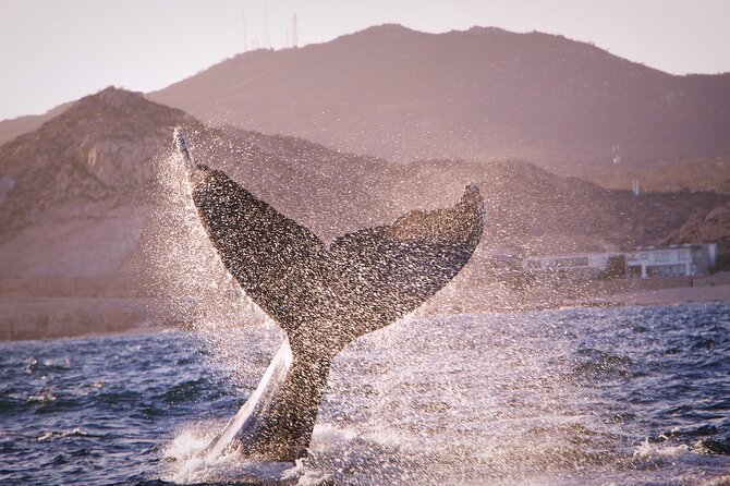 Whale Watching Experience in Cabo San Lucas - Benefits of a Small Boat for Closer Marine Encounters