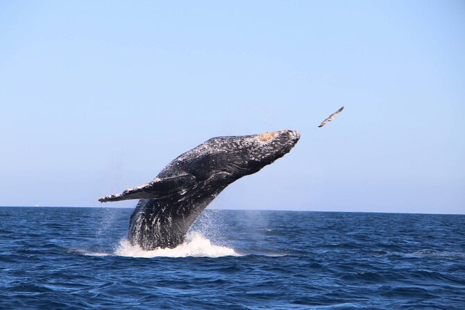 Whale Watching Experience in Cabo San Lucas - What’s Included in Your Whale Watching Adventure