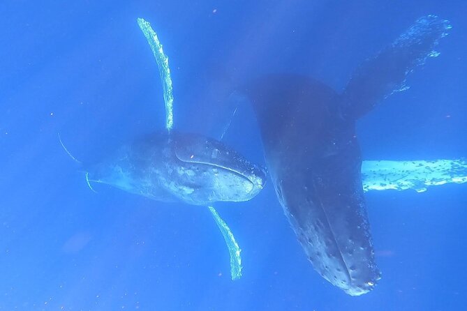 Whale Watching Experience in Cabo San Lucas - Logistics and Booking Details