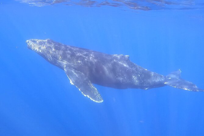 Whale Watching Experience in Cabo San Lucas - Why This Tour Stands Out in Cabo San Lucas