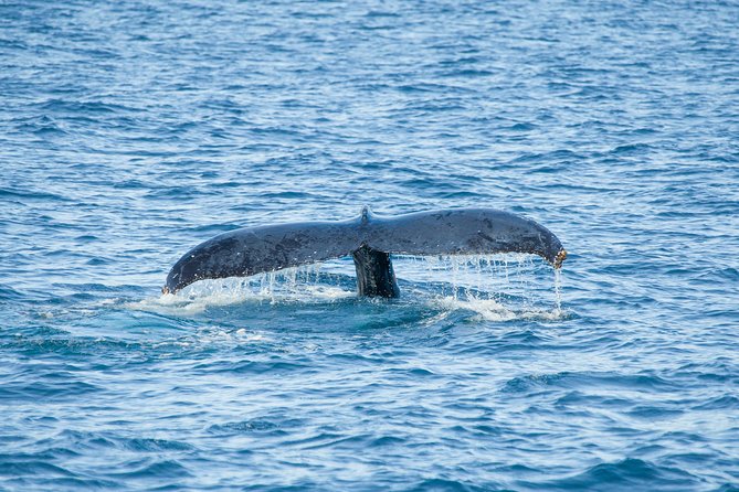 Whale Watching Experiencie with breakfast - Whales: Close Encounters During Migration Season