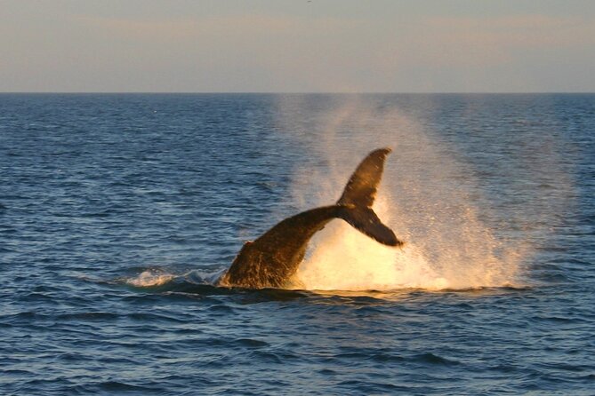 Whale Watching Experiencie with breakfast - Practical Tips and Additional Details for Participants